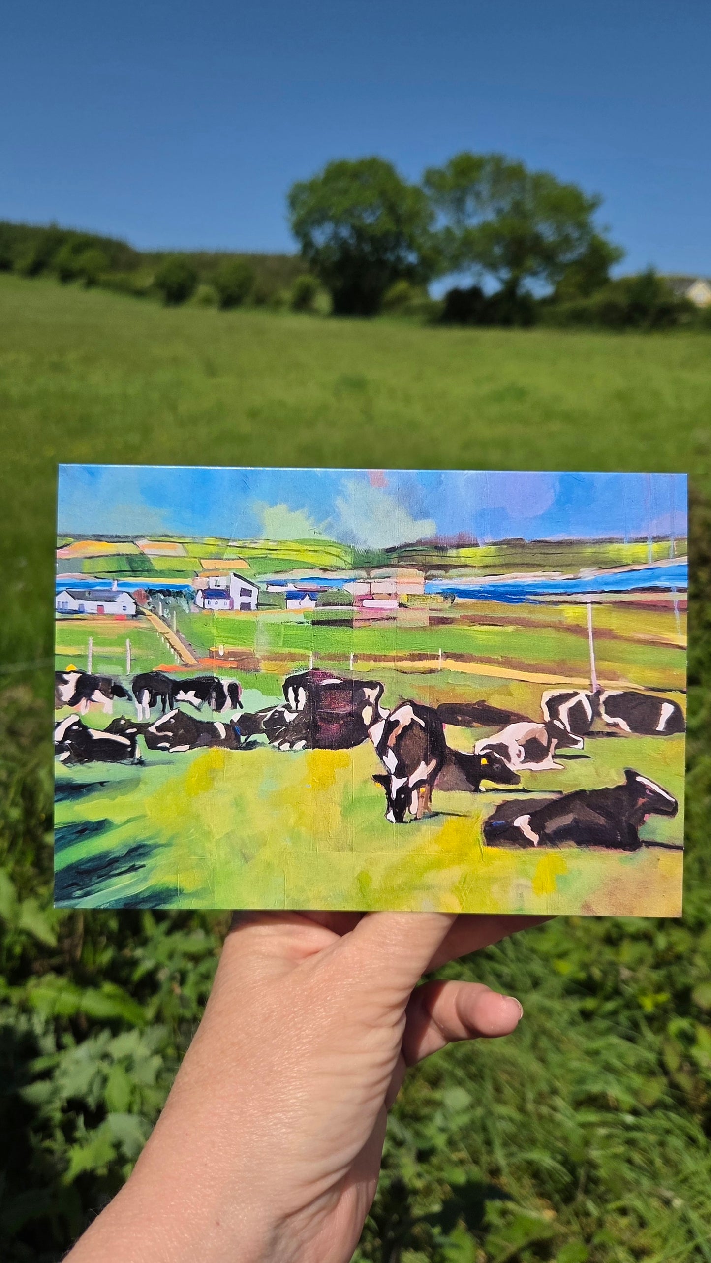Old Head Cows, Kinsale