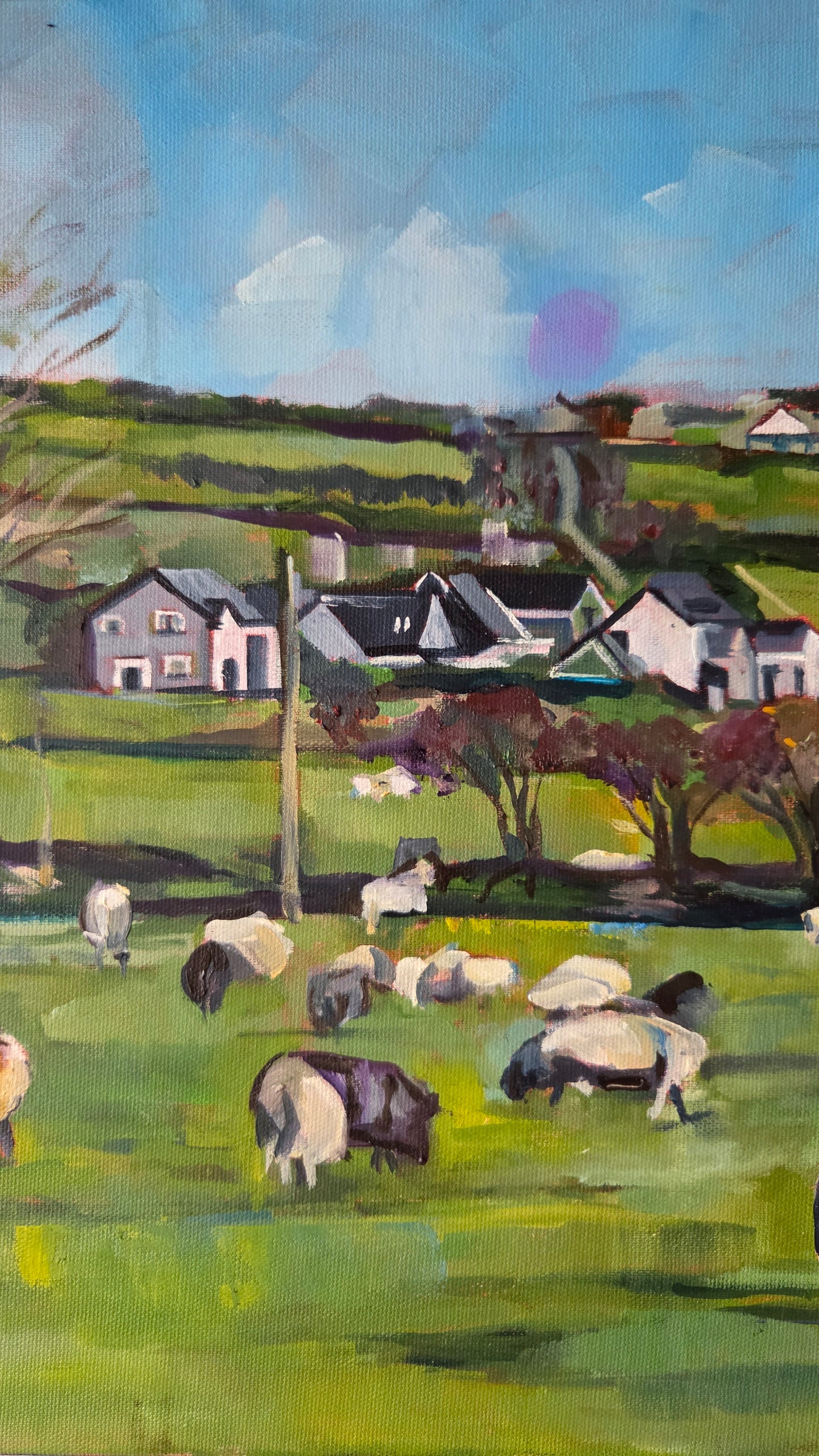 Crossbarry Sheep