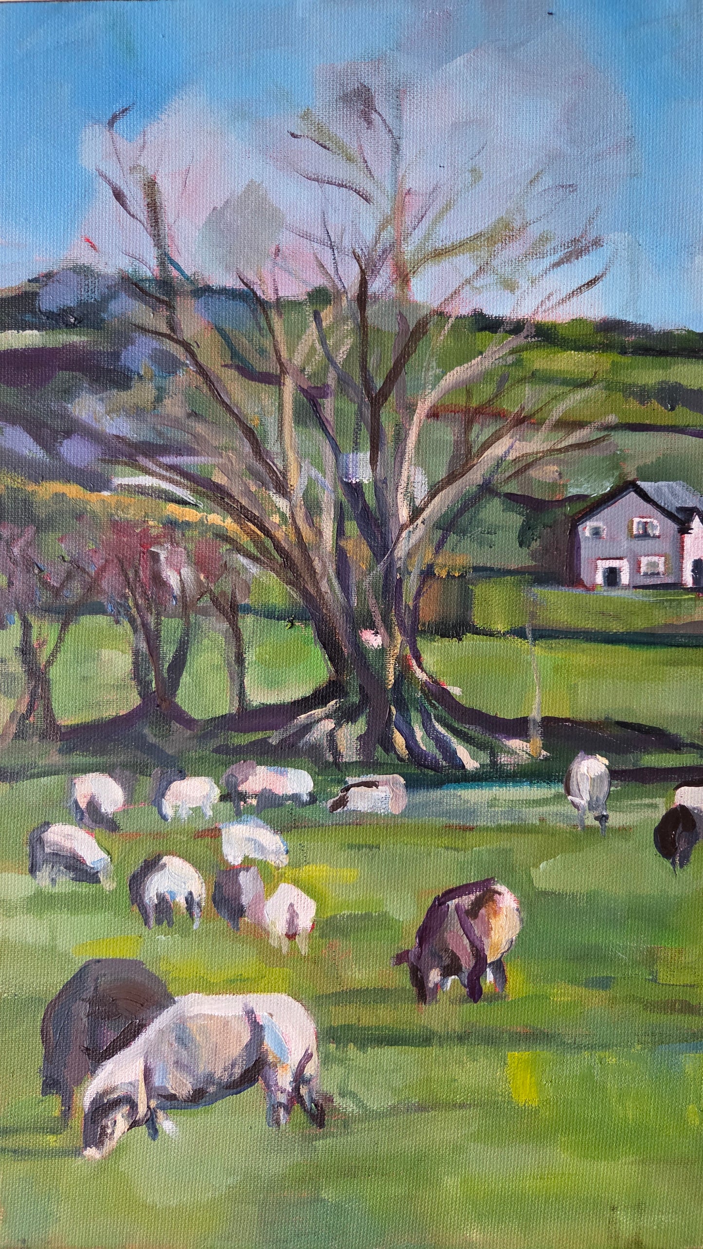 Crossbarry Sheep