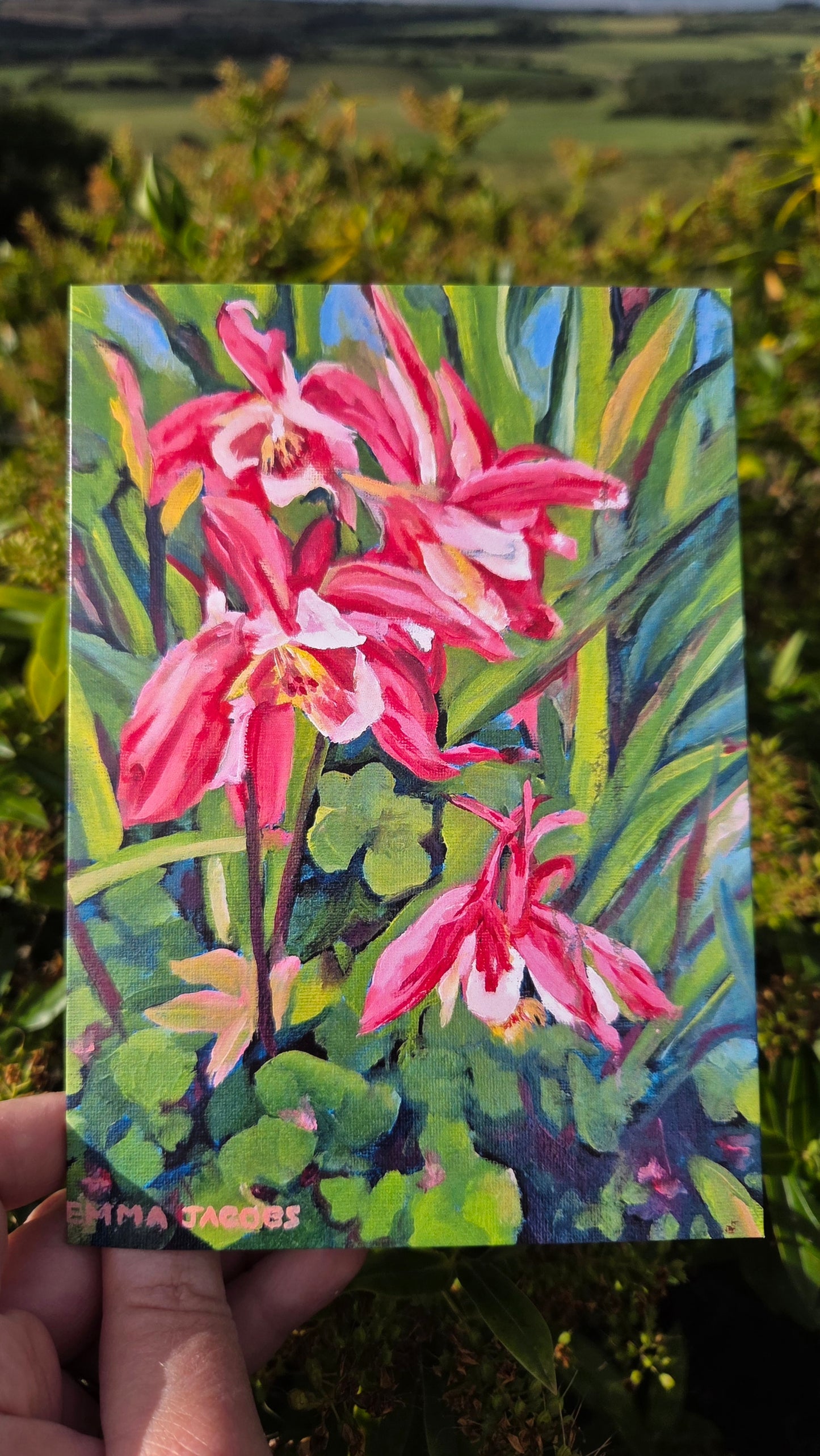 Fuchsia Fun
